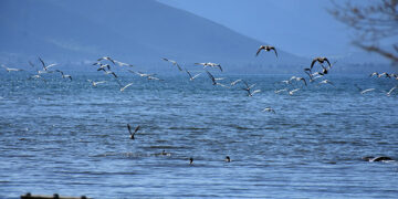 (Φωτ.: EUROKINISSI / Βασίλης Παπαδόπουλος)