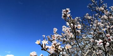 Ανθισμένη αμυγδαλιά στην Αργολίδα (φωτ.: EUROKINISSI/Βασίλης Παπαδόπουλος)