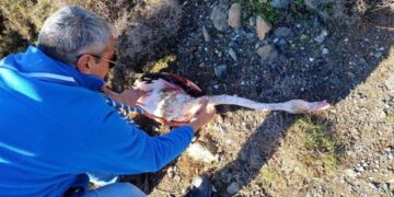 Διασώστες απελευθερώνουν το τραυματισμένο φλαμίνγκο από τις πετονιές και τα αγκίστρια (φωτ.: stonisi.gr)