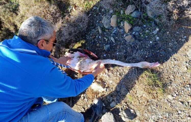 Διασώστες απελευθερώνουν το τραυματισμένο φλαμίνγκο από τις πετονιές και τα αγκίστρια (φωτ.: stonisi.gr)