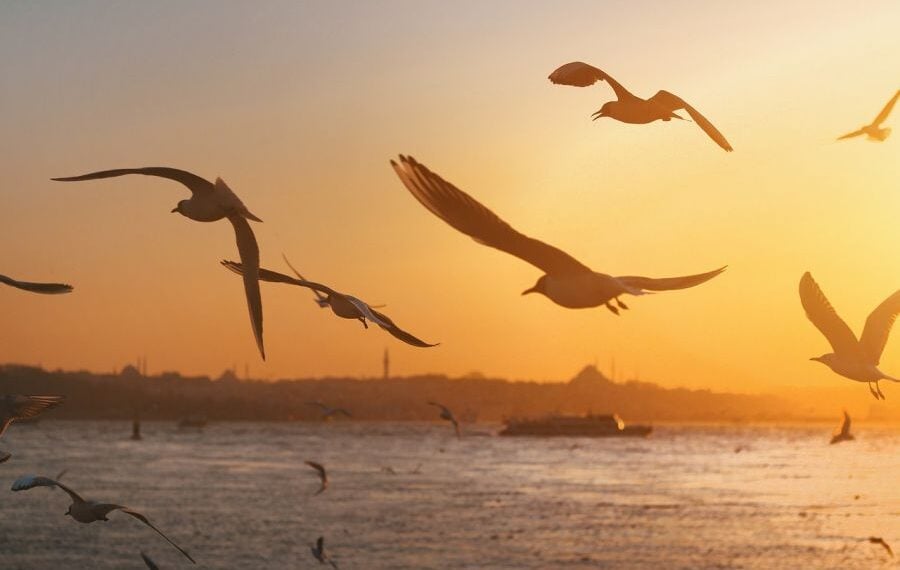 (Πηγή: pixabay.com/el/users/umutizgi-11024074/)