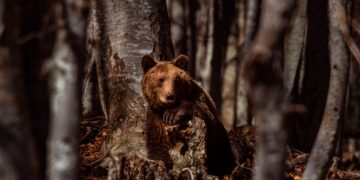 Ο Γιώργος έχει ήδη αρχίσει να βολτάρει στις εγκαταστάσεις του Κέντρου Προστασίας Αρκούδας (φωτ.: Αρκτούρος/Οδυσσέας Χλωρίδης)