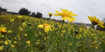 Βροχερό και συνάμα ανοιξιάτικο στιγμιότυπο (φωτ.: EUROKINISSI/Βασίλης Παπαδόπουλος)