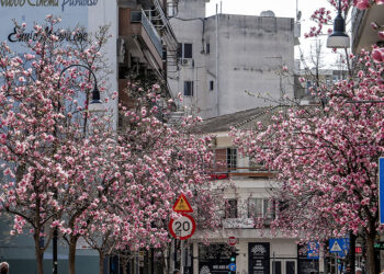 Άνθισαν οι μανόλιες στη Λάρισα, Δευτέρα 11 Μαρτίου 2024 (φωτ.: EUROKINISSI)