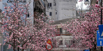 Άνθισαν οι μανόλιες στη Λάρισα, Δευτέρα 11 Μαρτίου 2024 (φωτ.: EUROKINISSI)