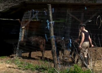 Η μοναδική γυναίκα που εκτρέφει βουβάλια στο νομό Σερρών Παρθένα Κωνσταντινίδου έχει βραβευτεί για τη συμβολή της στη διατήρηση του ελληνικού νεροβούβαλου (πηγή: ERTnews)