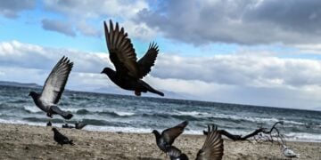 (Φωτ.: EUROKINISSI/Μιχάλης Καραγιάννης)