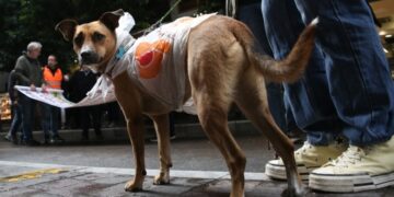 Σκύλος με ...αδιάβροχο πολυτελείας, κατά τη διάρκεια πορείας στο κέντρο της Αθήνας (φωτ.: ΑΠΕ-ΜΠΕ / Ορέστης Παναγιώτου)