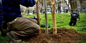 Δεντροφύτευση στην Αρχαία Αγορά της Θεσσαλονίκης (φωτ.: Δήμος Θεσσαλονίκης)