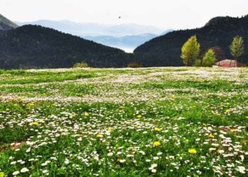 Ένα κατάφυτο λιβάδι με μαργαρίτες στο χωριό Κοκώνα σημερινό Uçarsu του δήμου Άτσαπατ (φωτ.: Flickr/Gülcan Sağır)