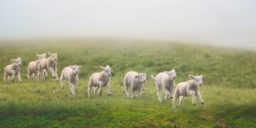 (Φωτ.: pixabay / elg21)