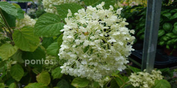 (Φωτ.: Χριστίνα Κωνσταντάκη)