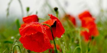 (Φωτ.: pixabay.com/el/users/schwoaze)