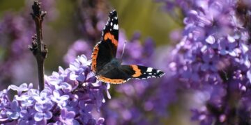 (Φωτ.: EUROKINISSI/Βασίλης Παπαδόπουλος)