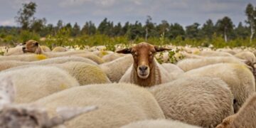 (Φωτ.: pixabay.com/el/users/alkemade)