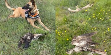 Τα δηλητηριασμένα ζώα εντοπίστηκαν σε προχωρημένη σήψη (φωτ.: Δασαρχείο Αλεξανδρούπολης)