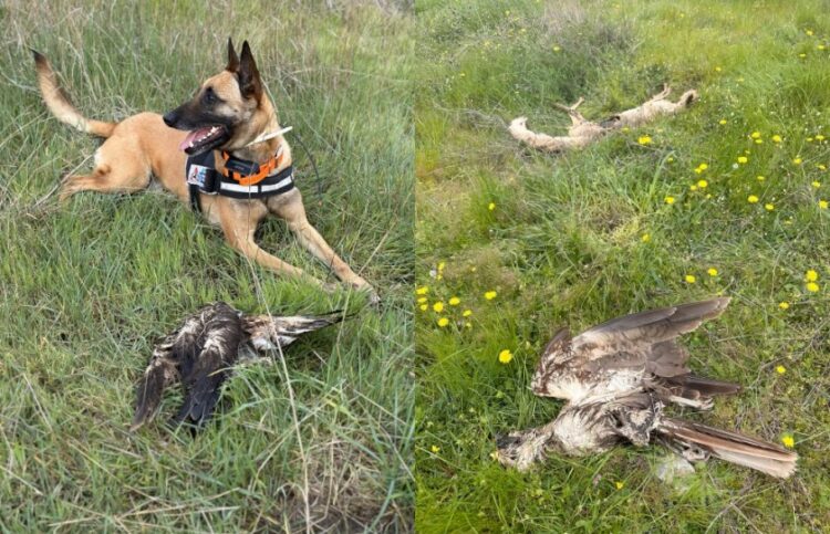 Τα δηλητηριασμένα ζώα εντοπίστηκαν σε προχωρημένη σήψη (φωτ.: Δασαρχείο Αλεξανδρούπολης)