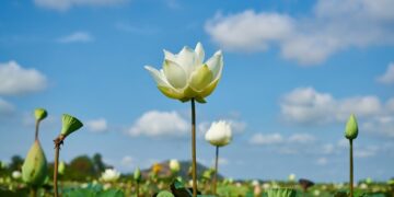 (Φωτ.: pixabay.com/el/users/engin_akyurt)