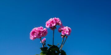 (Φωτ.: EUROKINISSI/Γιώργος Κονταρίνης)