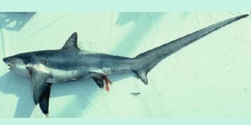 Το καρχαριοειδές, όπως το φωτογράφισαν οι εθελοντές διασώστες της Λέσχης Ειδικών Δυνάμεων (φωτ.: facebook/Vasilis Iliopoulos)