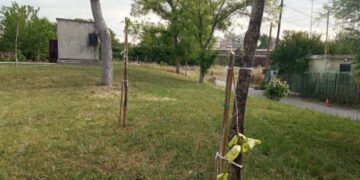 Σε πρώτο πλάνο διακρίνεται ένα από τα δέντρα που έσπασαν οι άγνωστοι δράστες (φωτ.: Μαρία Κωνσταντίνου)