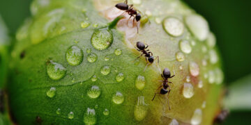 (Φωτ.: pixabay.com / alexa)