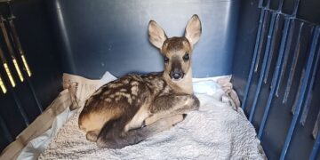 Ένα από τα τραυματισμένα ζαρκάδια ενώ αναρρώνει (φωτ.: ΑΝΙΜΑ - Σύλλογος Προστασίας και Περίθαλψης Άγριας Ζωής)