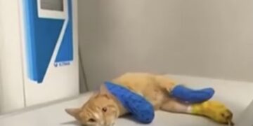 Ο Ήφαιστος, ένας «τετράποδος» ήρωας (φωτ.: ΑΠΕ-ΜΠΕ/STR)