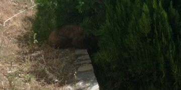 Το αποπροσανατολισμένο αρκουδάκι έχει χώσει τη μουσούδα του ανάμεσα στα φυτά αναζητώντας είτε τη μαμά του, είτε μια λιχουδιά (φωτ.: Περιβαλλοντική Οργάνωση «Καλλιστώ»)