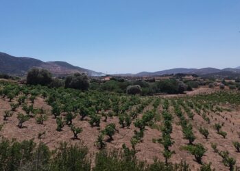 Στο βάθος διακρίνεται καπνός από τη φωτιά στο Μαρκόπουλο (φωτ.: Facebook / Diana Dertouzou)