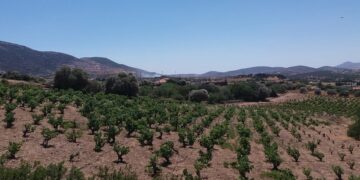 Στο βάθος διακρίνεται καπνός από τη φωτιά στο Μαρκόπουλο (φωτ.: Facebook / Diana Dertouzou)