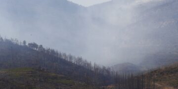 Καμένα δέντρα μετά την επέλαση της φωτιάς στην Πάρνηθα (φωτ.: EUROKINISSI/Σωτήρης Δημητρόπουλος)