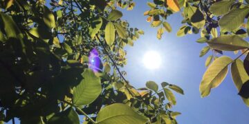 (Πηγή: pixabay.com/ AlbiF)