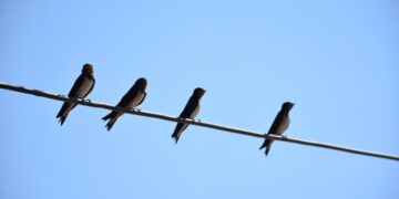 (Φωτ.: EUROKINISSI/Βασίλης Παπαδόπουλος)