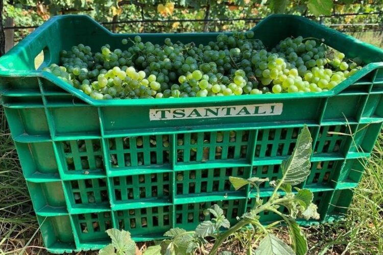 Τελάρο για τη συγκέντρωση των σταφυλιών με την ετικέτα του Τσάνταλη (φωτ.: facebook.com/egeoponoi)
