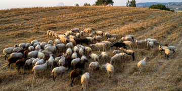 Κοπάδι αιγοπροβάτων (φωτ.: EUROKINISSI / Αντώνης Νικολόπουλος)