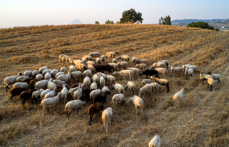 Κοπάδι αιγοπροβάτων (φωτ.: EUROKINISSI / Αντώνης Νικολόπουλος)