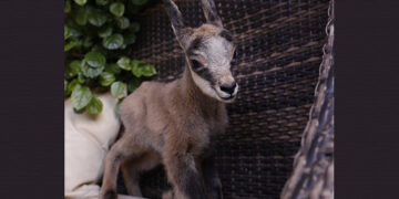 (Φωτ.: facebook / Εταιρία Προστασίας Περιβάλλοντος Καστοριάς)