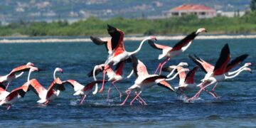 Φλαμίνγκο στον υδροβιότοπο της Νέας Κίου στην Αργολίδα (φωτ.: ΑΠΕ-ΜΠΕ / Ευάγγελος Μπουγιώτης)