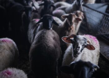 Πρόβατα σε κτηνοτροφική μονάδα (φωτ. αρχείου: EUROKINISSI/Ηλίας Μάρκου)