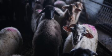 Πρόβατα σε κτηνοτροφική μονάδα (φωτ. αρχείου: EUROKINISSI/Ηλίας Μάρκου)