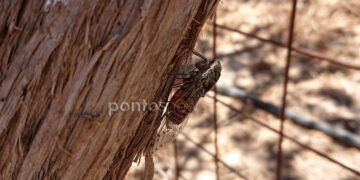 (Φωτ.: Χριστίνα Κωνσταντάκη)