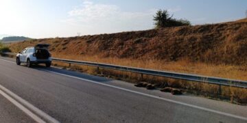 Δεξιά διακρίνονται στην άκρη του δρόμου τα δύο νεκρά αρκουδάκια (φωτ.: Αρκτούρος)