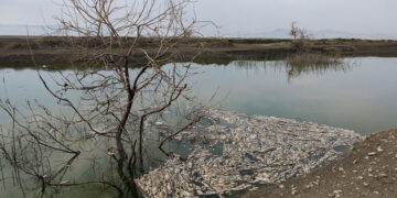 Νεκρά ψάρια επιπλέουν στην επιφάνεια του νερού στη λίμνη Κάρλα (φωτ.: ΑΠΕ-ΜΠΕ / Αχιλλέας Χήρας)