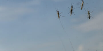 Κουνούπια (φωτ.: EUROKINISSI)