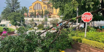 Πεσμένο κλαδί δέντρου στη Λάρισα (φωτ.: larisanet)