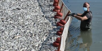 Νεκρά ψάρια στον χείμαρρο του Ξηριά στον Βόλο (φωτ.: EUROKINISSI/Βασίλης Οικονόμου)