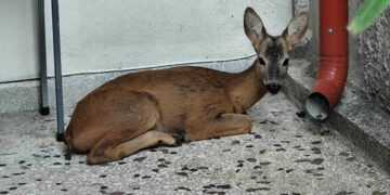 (Φωτ.: Δήμος Νάουσας)