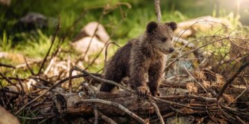 (Φωτ. αρχείου: pixabay/thepoorphotographer)