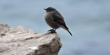 Καρβουνιάρης, ένας χειμερινός μεταναστευτικός επισκέπτης (φωτ. αρχείου: ΑΠΕ-ΜΠΕ / Ευάγγελος Μπουγιώτης)